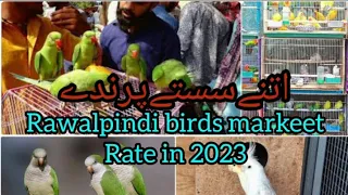 2023 rate Sunday birds markeet college road Rawalpindi birds markeet,love birds.cocktail parrot,