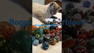 contemporary handmade Marbles and boogie the lynx point Siamese