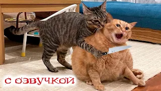 ПРИКОЛЫ С КОТАМИ! Самая смешная ОЗВУЧКА ЖИВОТНЫХ! СМЕШНЫЕ КОТЫ с озвучкой! СМЕХОТА ДО СЛЁЗ!