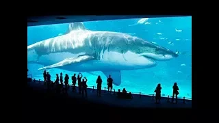 TOP 10 BIGGEST SHARKS IN THE WORLD YOU WONT BELIEVE EXIST IN 2018