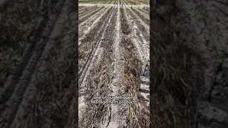 An Update on Florida Corn from AgXplore’s Agronomist, Jay Skillman | ContaiN Advanced, Upward