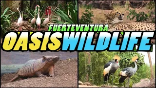 OASIS WILDLIFE Park Tour - Fuerteventura - Canary Islands (4k)