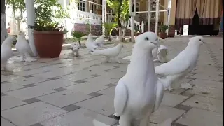 Андижанские Голуби Андижан Кептерлери Pigeons