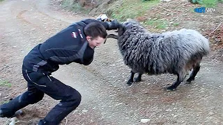 RAMS AND GOATS ARE ATTACKING! JOKES WITH SHEEP FUNNY GOATS #1