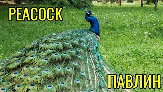 Красивый Танец ПАВЛИНОВ || Peacock Dance || Tavus Kuşu Dansı