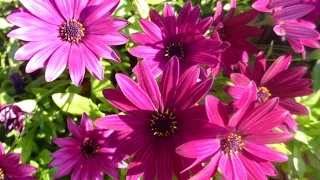 Цветы для вас, весенние цветы, остеоспермум, африканская ромашка, алые розы, 14/04/2016