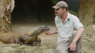 Komodo Dragon Keeper Talk at Taronga Zoo Sydney