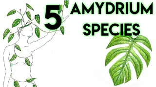 Five Species of Amydrium