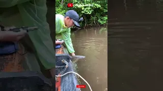 CATCH & RELEASE IKAN PURBA (ARWANA) DI ALAM LIAR, SALAM LESTARI