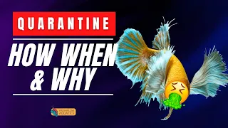 Learn from my MISTAKES - Why when and how to quarantine fish in aquariums