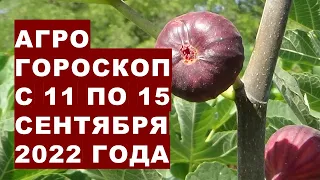 Агрогороскоп с 11 по 15 сентября 2022 года