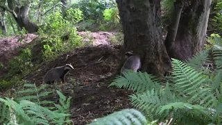 Wild Scottish badger cubs playing