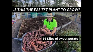 Sweet Potato harvest and garden tour