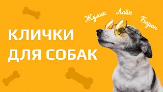 Клички для собак