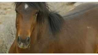 Wild Spanish Mustangs