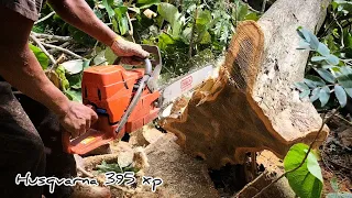 small but old teak tree, daily work cutting teak with husqvarna 395 xp