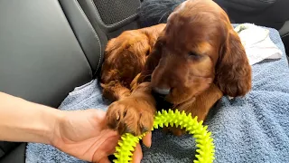 Irish setter puppy goes to a new home