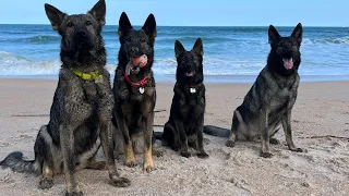 My Dogs See The Ocean For The First Time