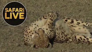 safariLIVE - Sunrise Safari - June 1, 2018 Part 3