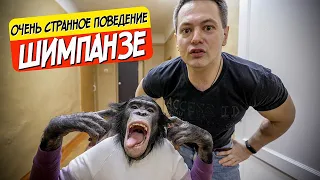 Сломалась шимпанзе!? Очень странное поведение | Обезьяна ест ложкой | Шимпанзе дома