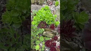 #succulents #rockgarden #succulentgarden #sempervivum #succulentlove #plantcollector #sedum #plants