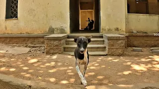 Stray Dogs Surprised Someone Cared for Him