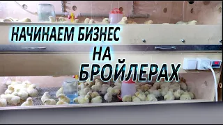 Начинаем бизнес на бройлерах, с чего начать?