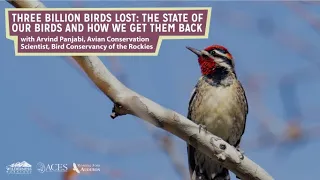 Naturalist Nights: Three Billion Birds Lost