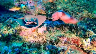 Cuttlefish Sydney diving coral sponge gardens reef The Split best dive site