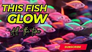 This Fish will Glo all the time  Glofish / Amazing facts about glow fish#glowfish #viralvideo