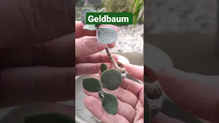 Geldbaum richtig vermehren