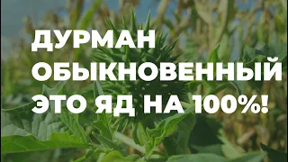 Дурман обыкновенный - настоящий яд! Вредные свойства и химический состав / Захар Травник