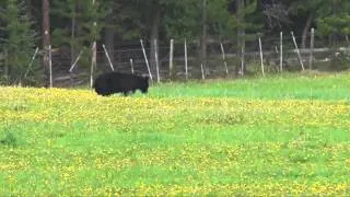 Itcha Mountain Outfitters - 2014 Bear Hunting