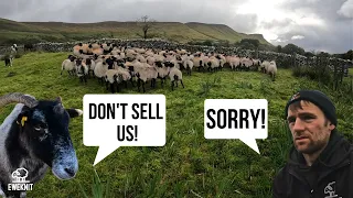 SELLING OLD SHEEP - SOME TOUGH DECISIONS TO MAKE!