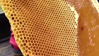 Как пчелы делают мёд. Откачка мёда. Сбор мёда