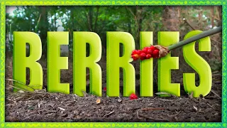 Berries | Animation & Live Action Short Film