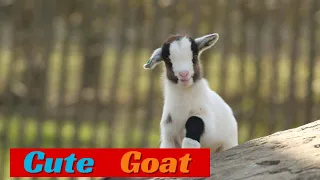 24 Curious goat kids! Cute Goat 🐐🥰❤️part 15