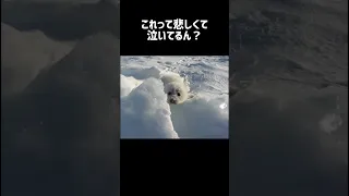 涙を流すタテゴトアザラシ