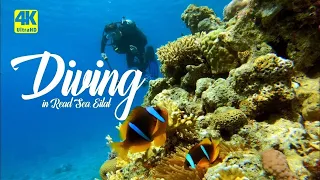 4K Ultra HD Video Diving in Red Sea Eilat Israel Дайвинг в Красном море Эйлат Израиль 在以色列埃拉特红海潜水