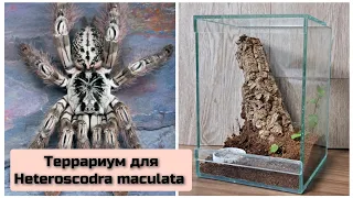 Террариум для паука - птицееда. Пересадка Heteroscodra maculata. #террариум #паукптицеед