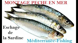 Eschage de la sardine pêche en mer