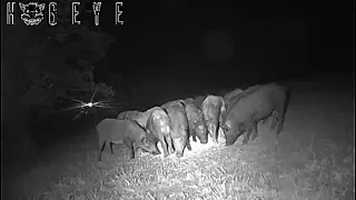 CATCHING FERAL PIGS IN SOMEONES YARD USING THE BIG PIG TRAP.