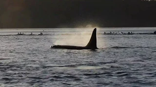 Baby Killer Whale breach!