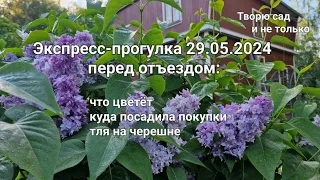 Творю сад. Экспресс-прогулка: что цветёт, тля на черешне, куда посадила прошлую покупку