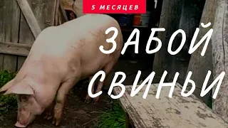 Забой свиньи //сколько мяса в поросёнка за 5 мес откорма//пополняем запасы на зиму.