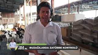 İZLE FEYZ AL / BUZAĞI ZATÜRE KONTROLLERİ