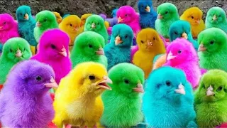 Catching chickens colorful chickens Rainbow chickens cute animals 24 baby I