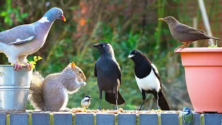 Birds for Cats to Watch 🕊️🐿️ Squirrel Videos Cat TV