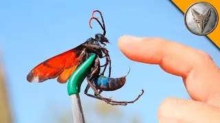 Brave Wilderness | STUNG by a TARANTULA HAWK!