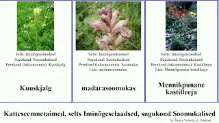 Katteseemnetaimed, selts Iminõgeselaadsed, sugukond Soomukalised robirohi sale angiosperms Harilik